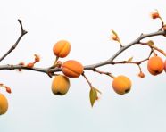 Fresh apricots isolated on white, apricot images