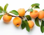 Apricots are shown on a white background, apricot images