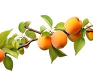 Fresh apricots on white background, apricot images