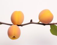 Two apricots on white background, apricot images