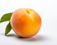 Golden apricot on branch, apricot images