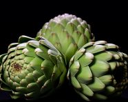 Three artichokes on white, artichoke image