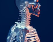 A person has a skeleton with a spine, human bone image