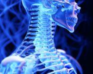 A skeleton with spinal cord is shown in the background, human bone image