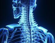 Skeleton with spinal cord isolated on white, human bone image