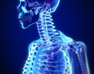 Vertebral column with spinal cord in detail, human bone image