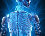 Skeleton with spinal cord in medical setting, human bone image