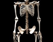 A model showing the back of a human skeleton, human bone image