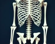 This is a skeletal image of the back, human bone image