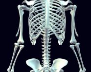 Skeletal back image, human bone image