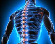 Sciatica exercises for relief, human bone image