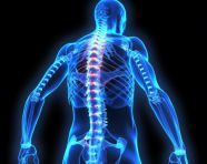 Sciatica stretches to improve mobility, human bone image