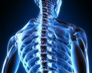 An image of the spine showing some pain, human bone image