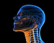 A 3d rendered illustration of the human neck, human bone image