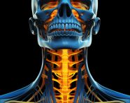 3d rendered human neck anatomy, human bone image