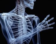 An anatomical person has a skeleton in the arm, human bone image