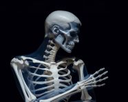 Skeleton of human arm, human bone image