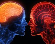 Scientific study of the brain, human brain image