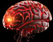 Intelligence on display, human brain image