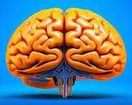 The brain of a human in a blue background, human brain image