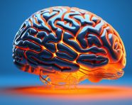 Human brain close-up, human brain image