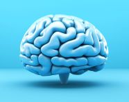 A blue human brain on a blue background, human brain image
