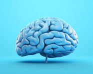 Blue human brain on blue background, human brain image