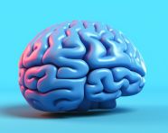 Brain model on blue background, human brain image