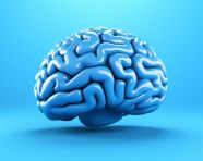 Brain photo with blue background, human brain image