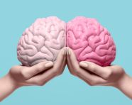Human brain in pink hands, human brain image