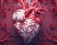 A fullcolor image of the heart in 3d, human heart image