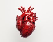 A human shaped heart is shown on a white background, human heart image