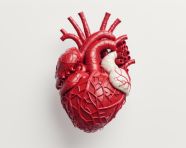 Human heart on white background, human heart image