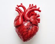 Realistic human heart isolated on white, human heart image