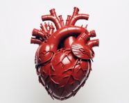 Medical illustration of human heart, human heart image