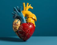 A figure holding a heart model with red heart inside, human heart image