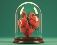 A red heart shaped glass dome, human heart image