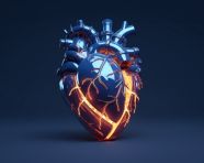 3d rendered artificial realistic heart on a dark, human heart image