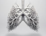 Lung anatomy diagram on grey, human lungs image