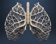 Medical lung diagram on grey, human lungs image