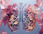 An illustration of the respiratory system, human lungs image