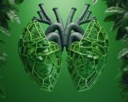3d green lungs on green background, human lungs image
