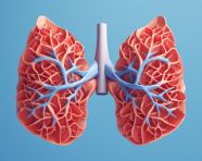 Lungs in 3d on a blue background, human lungs image