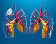 3d lungs against blue background, human lungs image
