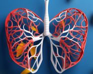 Human lungs in 3d model, human lungs image