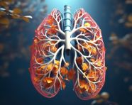 3d lungs, human lungs image