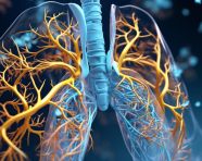 3d lungs anatomy and physiology, human lungs image