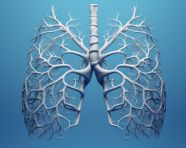 The human lungs are shown on blue background, human lungs image