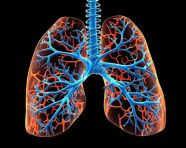A 3d model of the human lung human, human lungs image