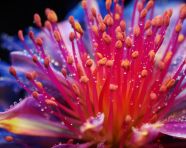 Delicate petals of a flower